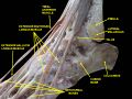 Malleolus