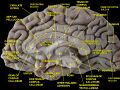 Cingulate cortex