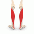 Animation of the soleus muscle
