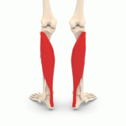 Soleus_muscle_-_animation_1