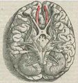 Vesalius' Olfactory Bulbs