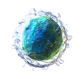 Lymphocyte B cell