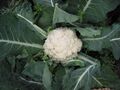 Cauliflower, a versatile vegetable used in a variety of dishes.