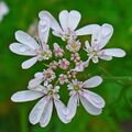 Coriandrum sativum plant