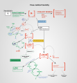 Illustration of free radical toxicity