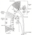 Gray's Anatomy illustration of Purkinje cells