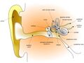 Diagram of the human ear