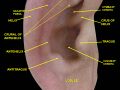 Auricle (anatomy)