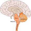 Illustration of the brain bulbar region