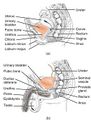 Female and Male Urethra