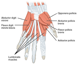 Muscles of the hands