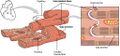 Cardiac muscle showing intercalated discs