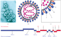 Betacoronavirus