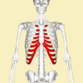 Costal cartilage animation