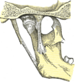 Temporal styloid process