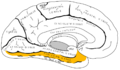 Fusiform gyrus