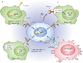 Immune checkpoints in the tumour microenvironment
