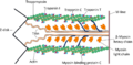 Cardiac sarcomere structure