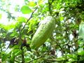 Citrus australasica green fruit
