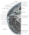 Veins of the head and neck