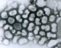 Influenza A virus subtype H9N2