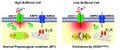 Low Ca2+ buffering and excitotoxicity under physiological stress and pathophysiological conditions in motor neuron (MNs)