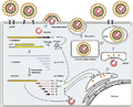 12985_2015_421_Fig2_HTML