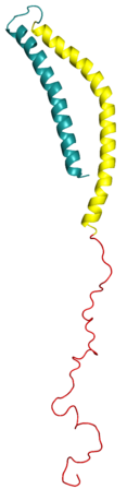 The protein alpha-synuclein aggregates into Lewy bodies and neurites