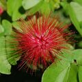 Fabaceae