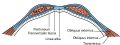 Gray's Anatomy illustration of the rectus abdominis