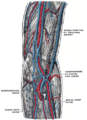 Deep veins of the upper extremity