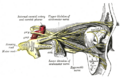Ophthalmic nerve and its connections