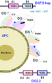 HLA-DQ2.5trans protein