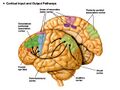 Posterior parietal lobe
