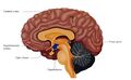 Suprachiasmatic nucleus