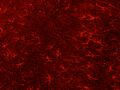 Glia