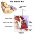 Diagram of the middle ear anatomy