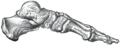 Gray's Anatomy illustration 290