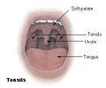 Diagram of the tonsils