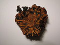 Sectioned alder root nodule gall