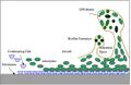Biofilm formation