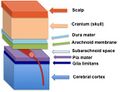 Glia limitans
