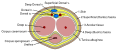 Deep artery of the penis