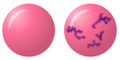 Polychromatic erythrocyte