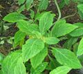 Entheogen
