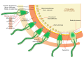 Diagram of acrosome reaction