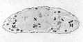 Chondrocyte calcium stain