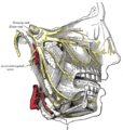 Nasociliary nerve