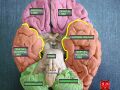 Lobes of the brain