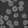 Mouse embryonic stem cell embryoid bodies